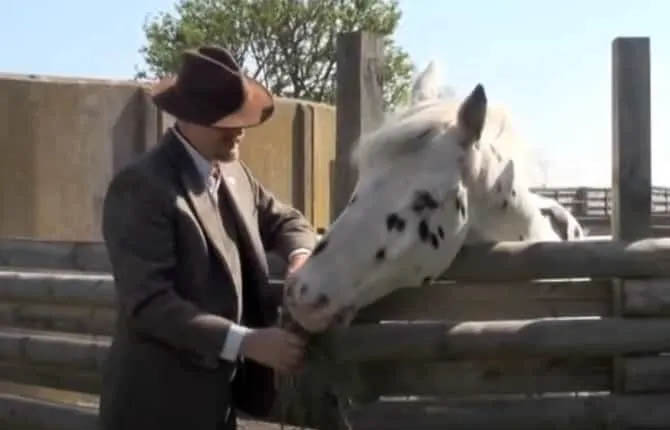 Knabstrupper Stallion Who Overcame 3 Broken Legs and Loss Of His Eye Sight To Become Premium Champion Stallion of the Year in Denmark